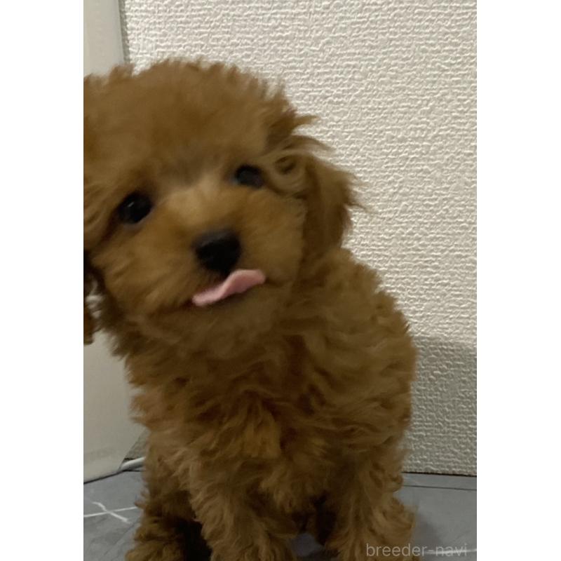 販売中の宮崎県のマルプー:マルチーズ×トイプードル-420166の4枚目