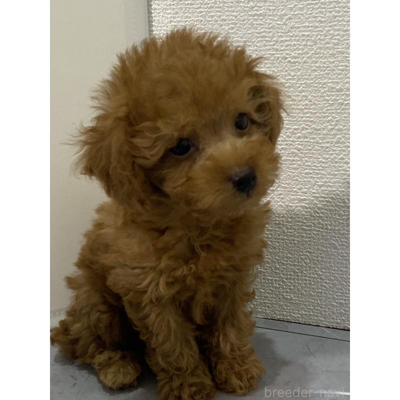販売中の宮崎県のマルプー:マルチーズ×トイプードル-420166の3枚目