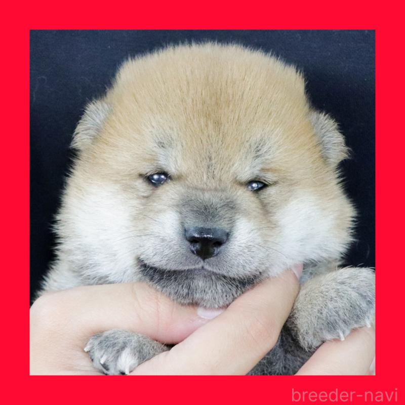 販売中の愛知県の柴犬-420171の1枚目