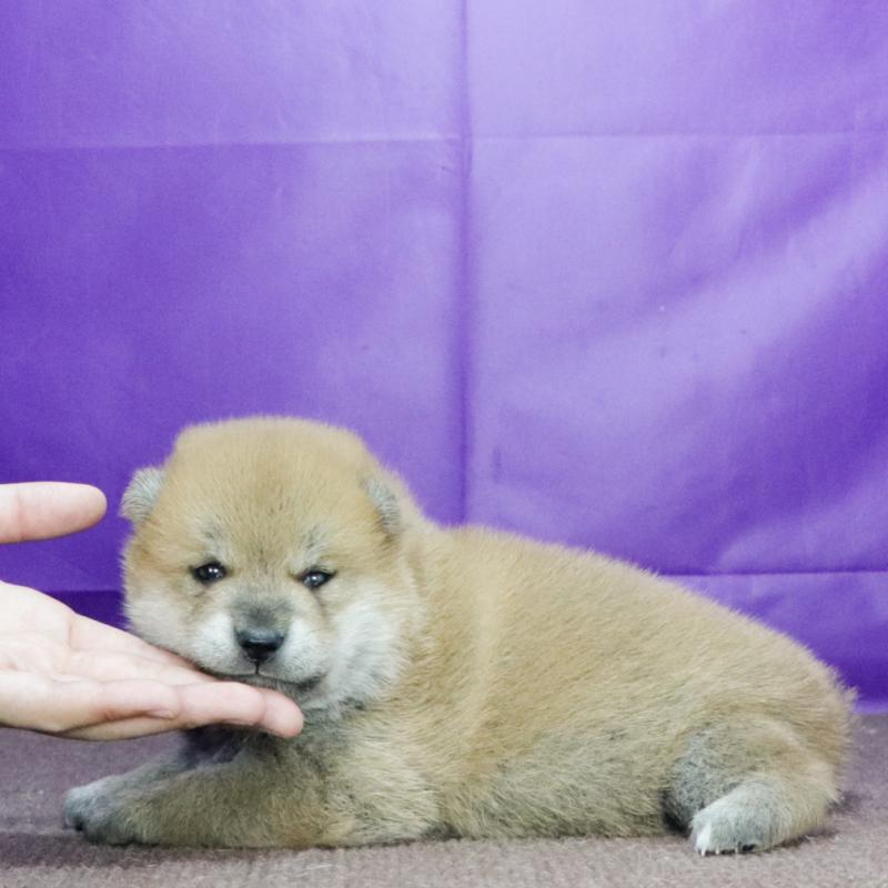 販売中の愛知県の柴犬-420171の3枚目