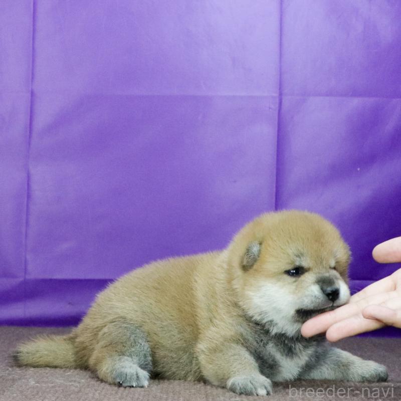 販売中の愛知県の柴犬-420171の2枚目