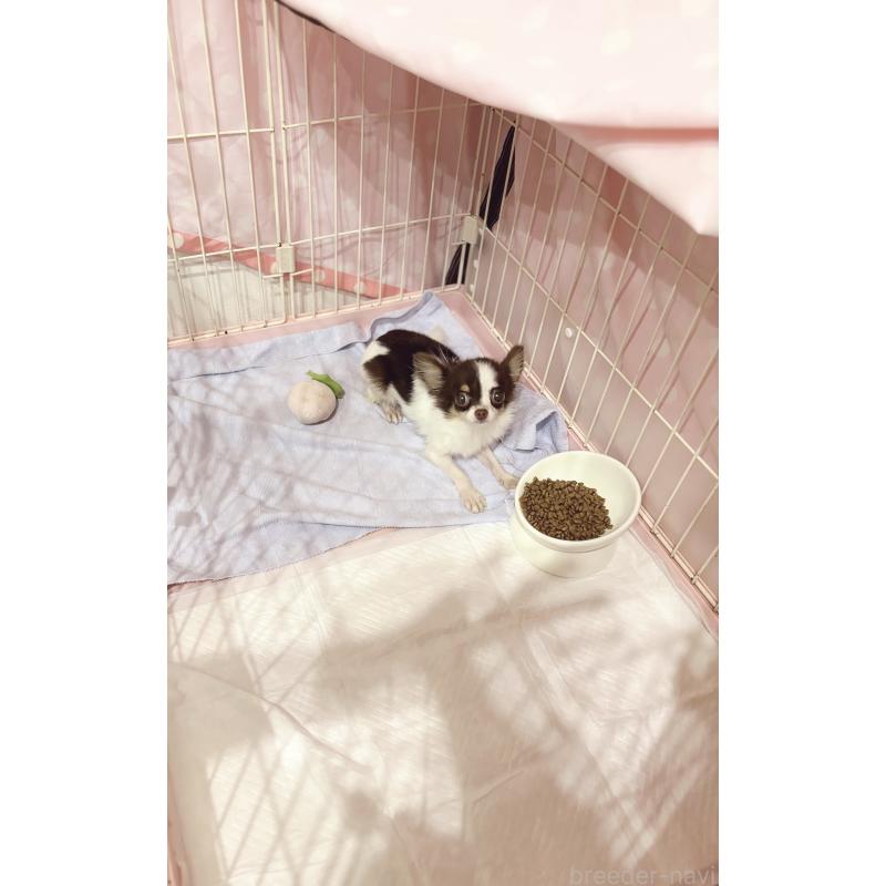 成約済の兵庫県のチワワ(ロングコート)-419173の2枚目