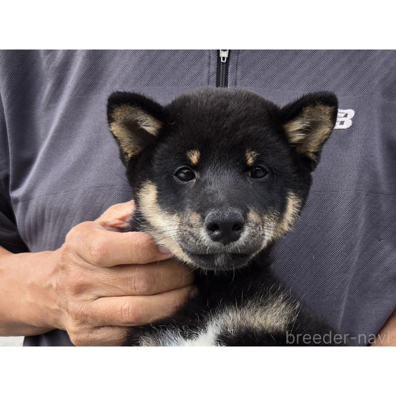 成約済の静岡県の豆柴-408080の3枚目