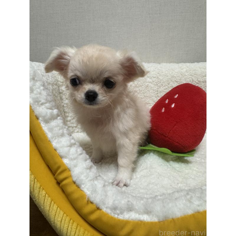 販売中の広島県のチワワ(ロングコート)-415624の11枚目