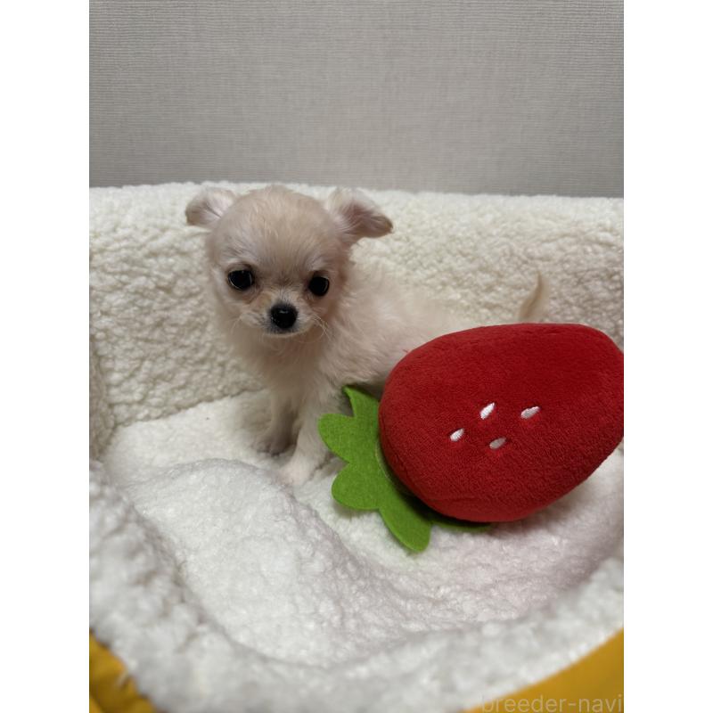 販売中の広島県のチワワ(ロングコート)-415624の10枚目