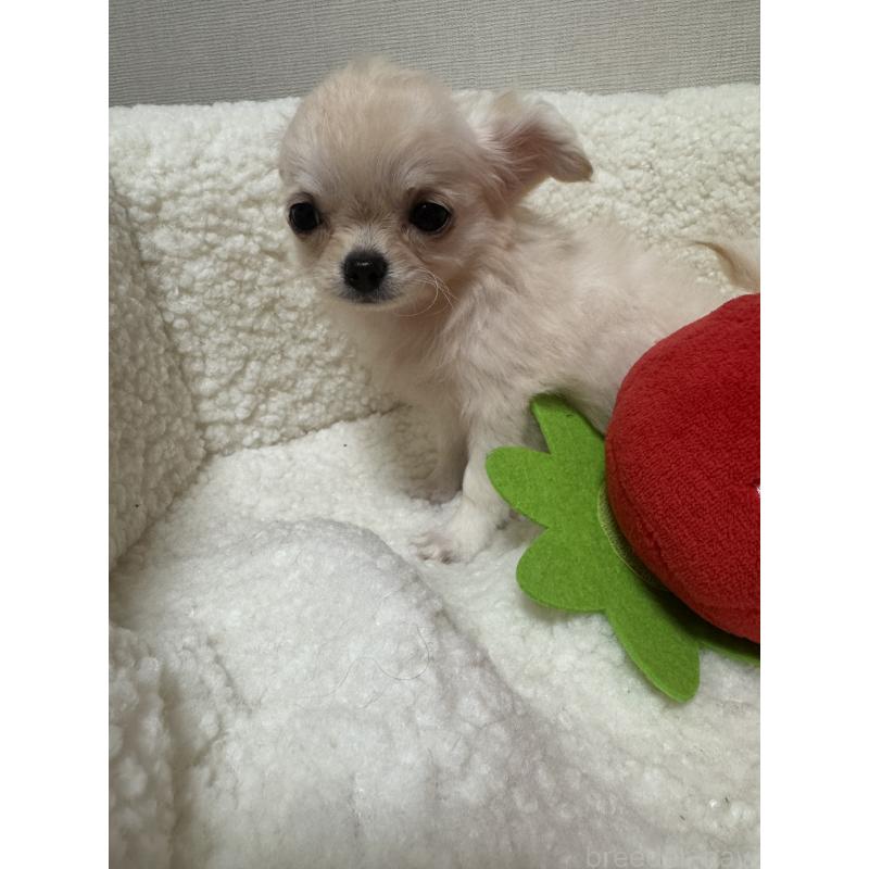 販売中の広島県のチワワ(ロングコート)-415624の9枚目