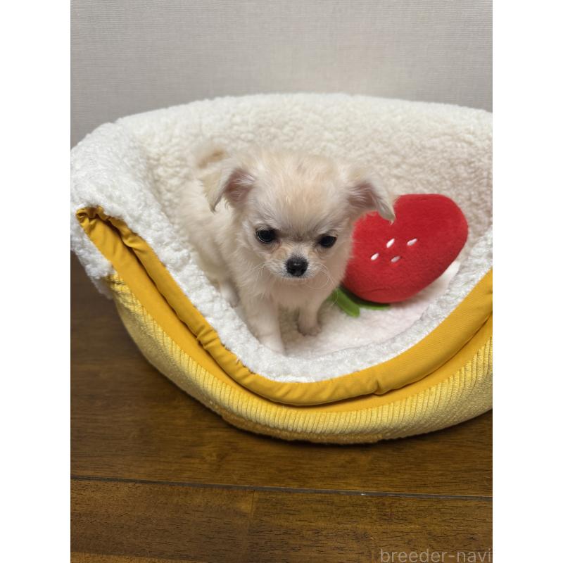 販売中の広島県のチワワ(ロングコート)-415624の8枚目