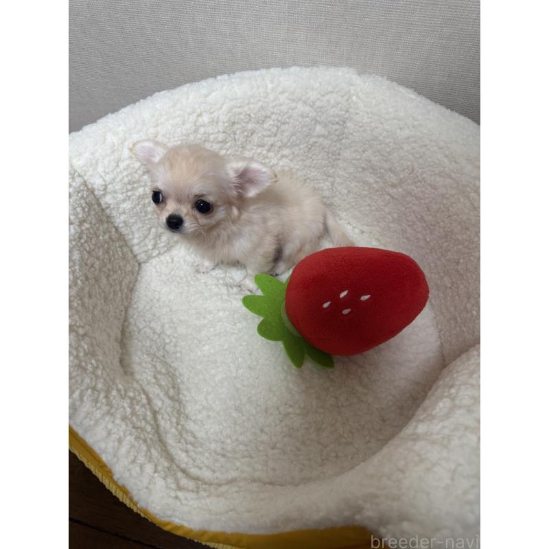 販売中の広島県のチワワ(ロングコート)-415624の7枚目