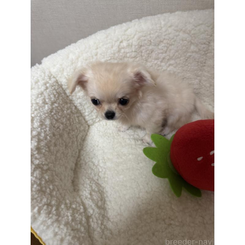 販売中の広島県のチワワ(ロングコート)-415624の6枚目