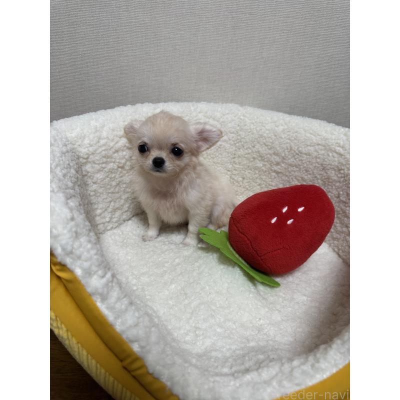 販売中の広島県のチワワ(ロングコート)-415624の5枚目