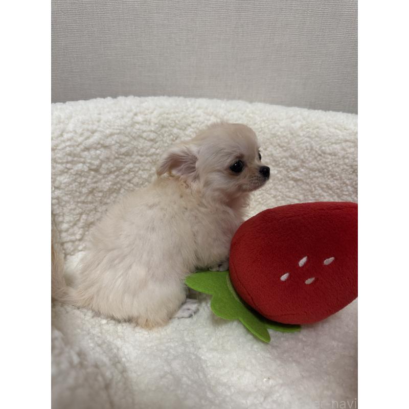 販売中の広島県のチワワ(ロングコート)-415624の4枚目