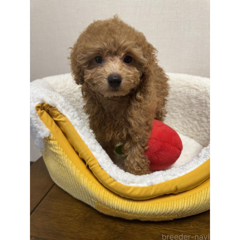 販売中の広島県のタイニープードル-415633