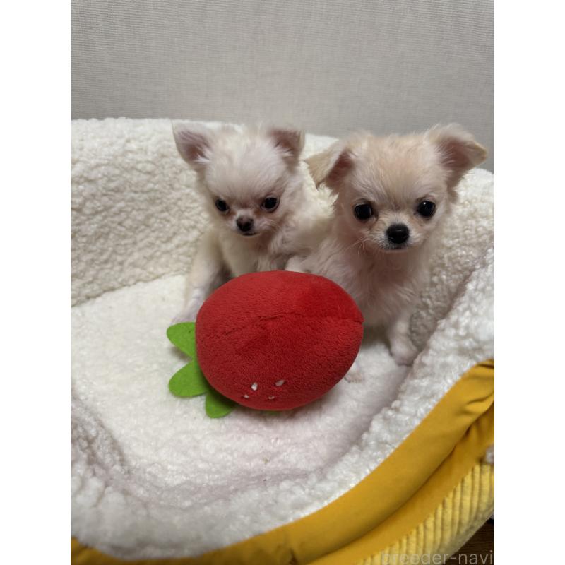 販売中の広島県のチワワ(ロングコート)-415624の3枚目