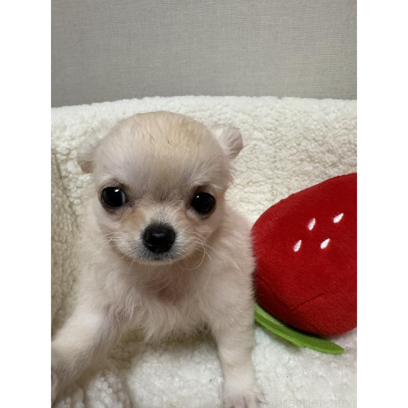 販売中の広島県のチワワ(ロングコート)-415624の2枚目