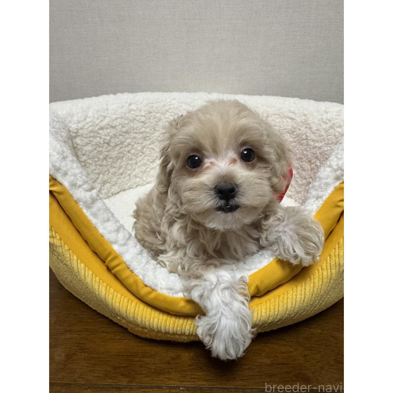 販売中の広島県のミックス犬-419956の1枚目