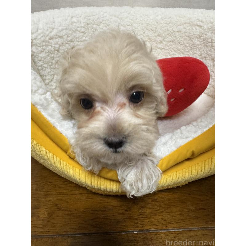 販売中の広島県のミックス犬-419956の9枚目