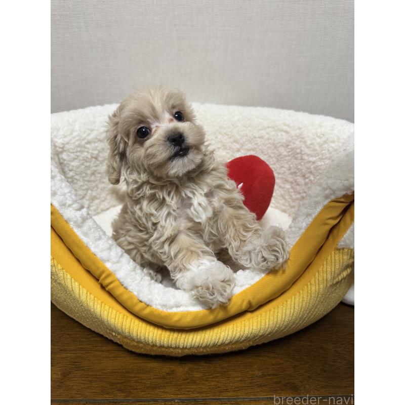 販売中の広島県のミックス犬-419956の8枚目