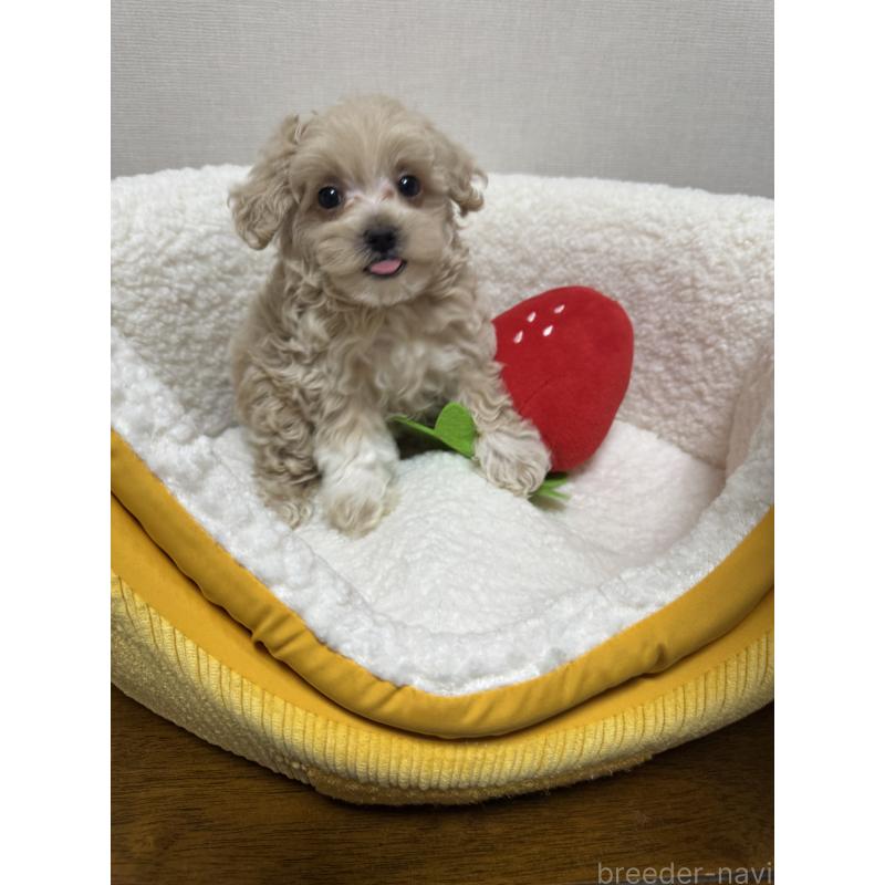 販売中の広島県のミックス犬-419956の7枚目