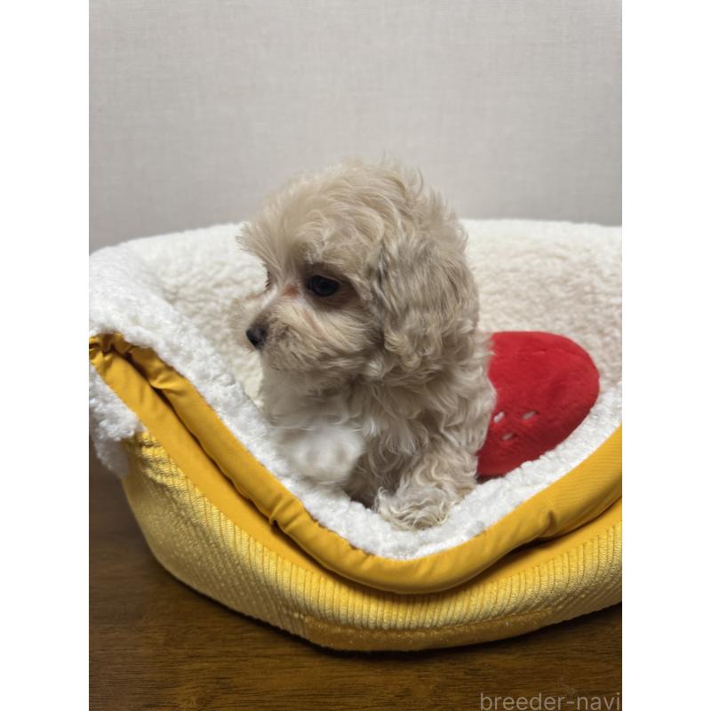 販売中の広島県のミックス犬-419956の6枚目