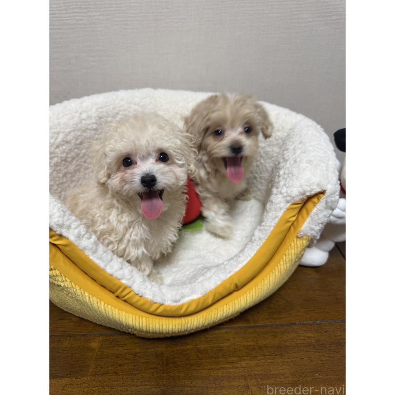 販売中の広島県のミックス犬-419956の5枚目