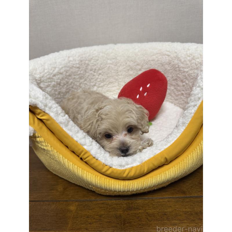販売中の広島県のミックス犬-419956の4枚目