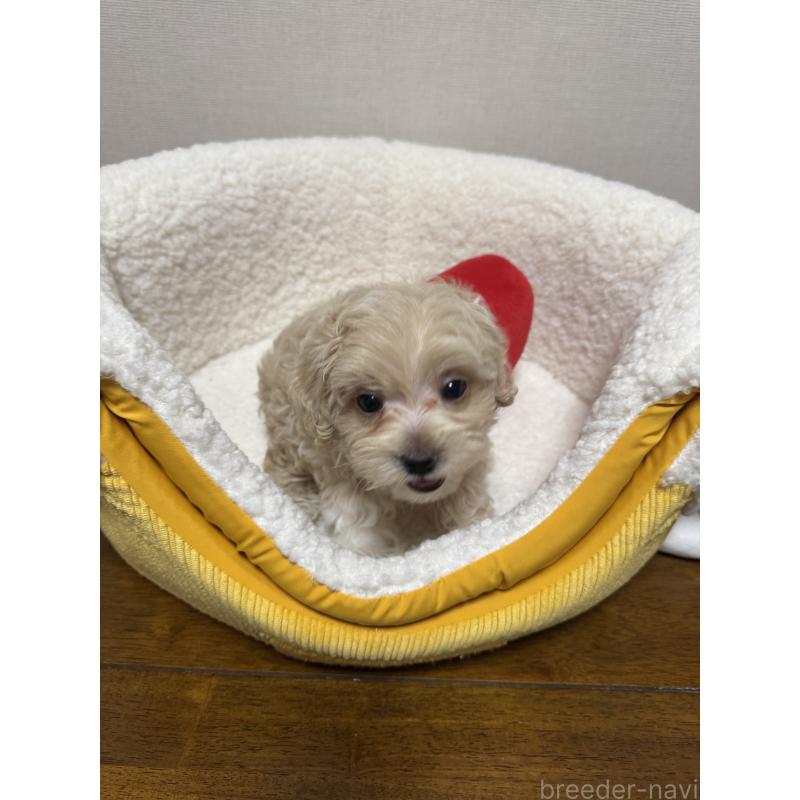 販売中の広島県のミックス犬-419956の3枚目