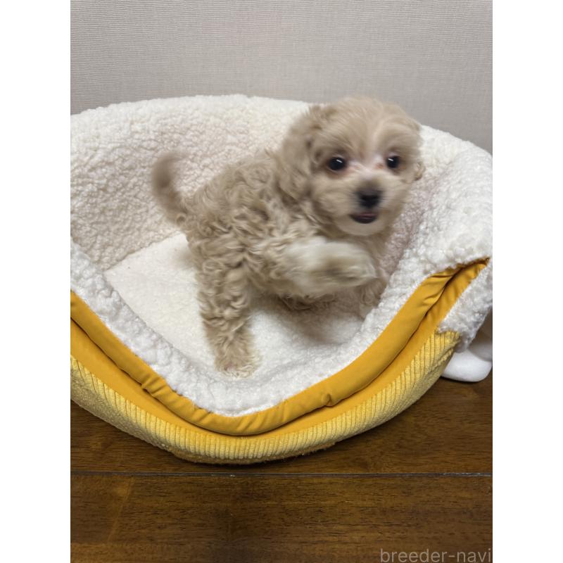 販売中の広島県のミックス犬-419956の2枚目