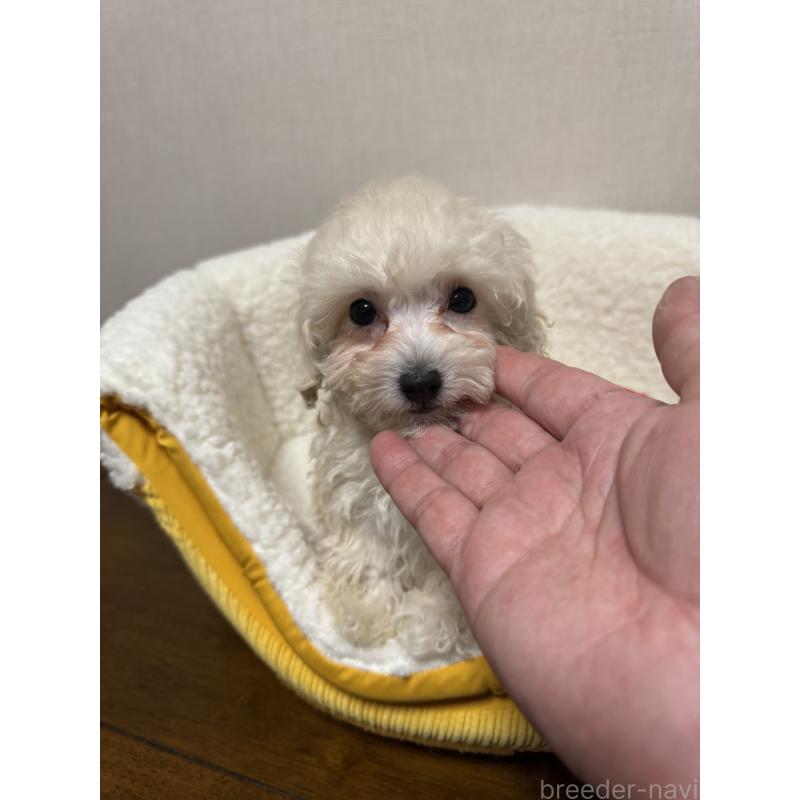 販売中の広島県のミックス犬-419957の8枚目
