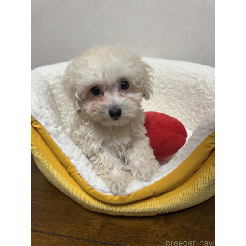 販売中の広島県のミックス犬-419957の7枚目