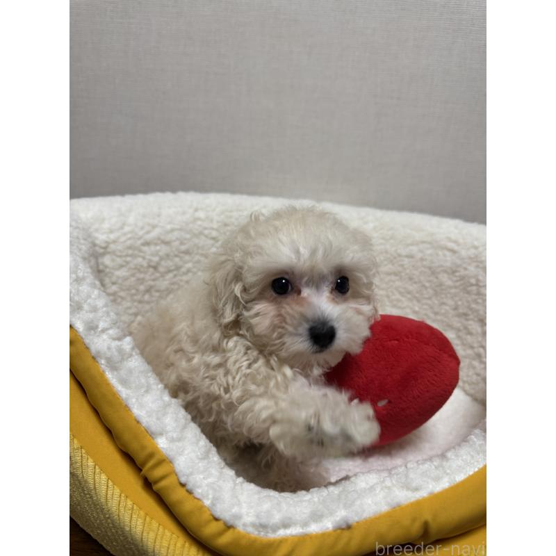 販売中の広島県のミックス犬-419957の6枚目