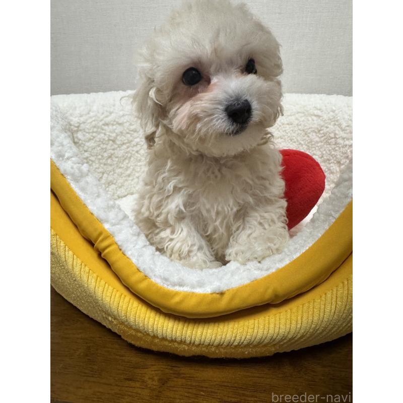 販売中の広島県のミックス犬-419957の1枚目
