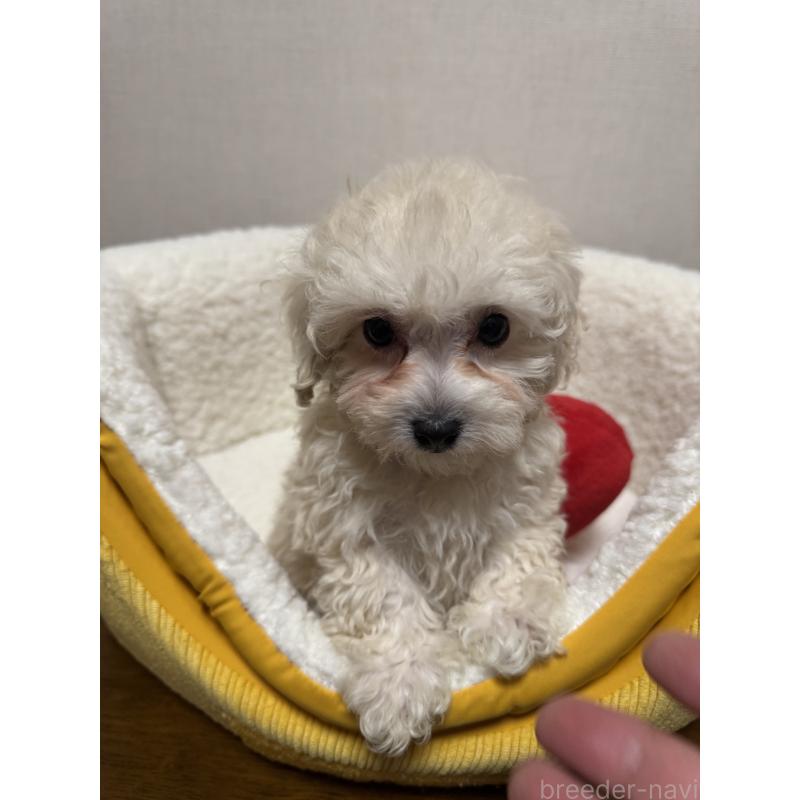 販売中の広島県のミックス犬-419957の5枚目