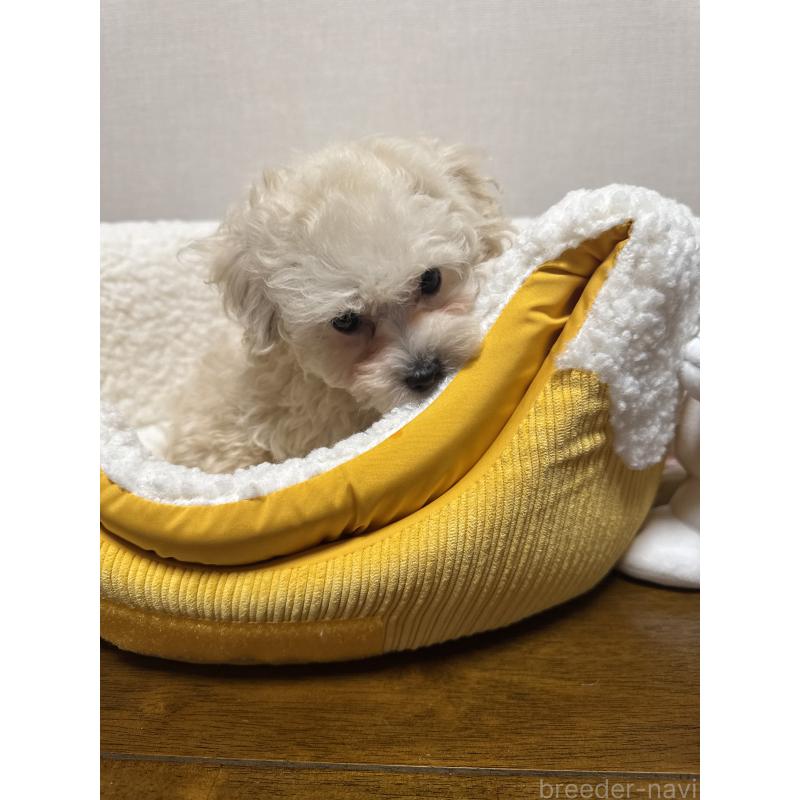 販売中の広島県のミックス犬-419957の4枚目