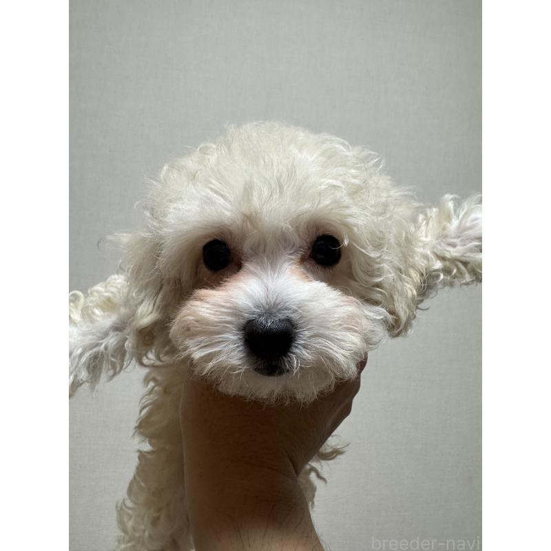 販売中の広島県のミックス犬-419957の3枚目