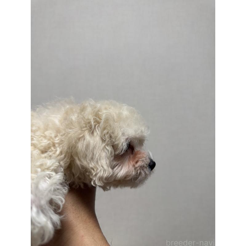 販売中の広島県のミックス犬-419957の2枚目