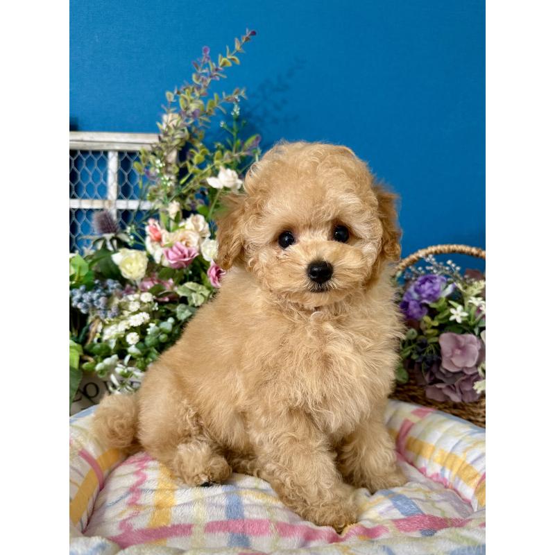 販売中の神奈川県のタイニープードル-415116の8枚目