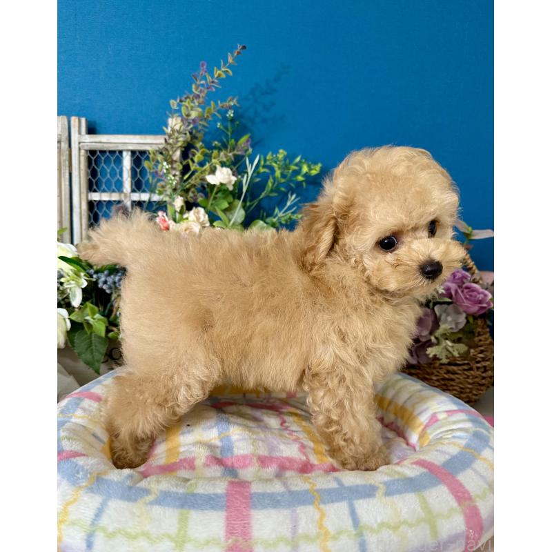 販売中の神奈川県のタイニープードル-415116の7枚目