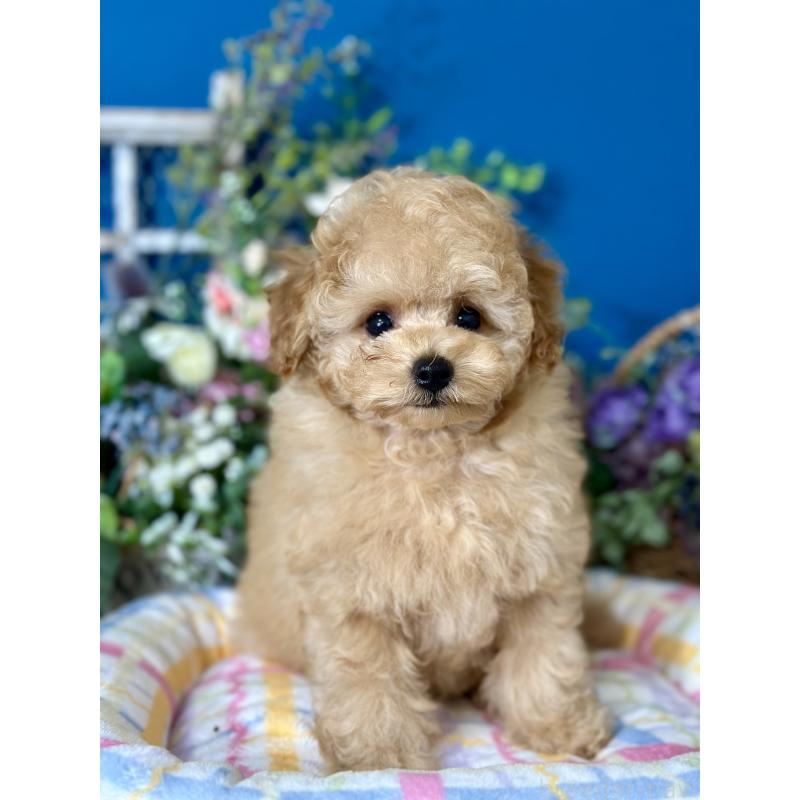 販売中の神奈川県のタイニープードル-415116の6枚目