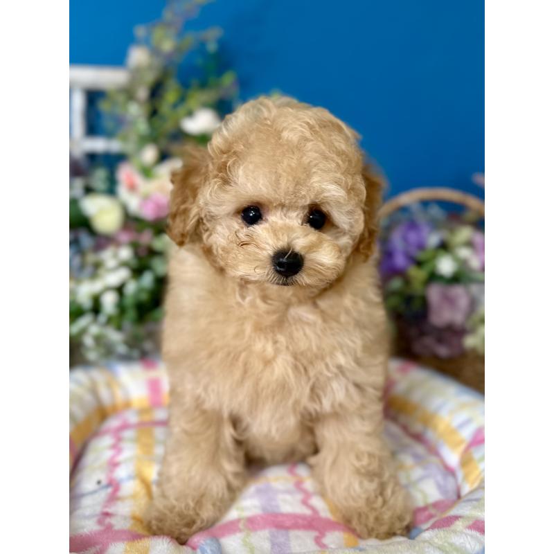 販売中の神奈川県のタイニープードル-415116の5枚目