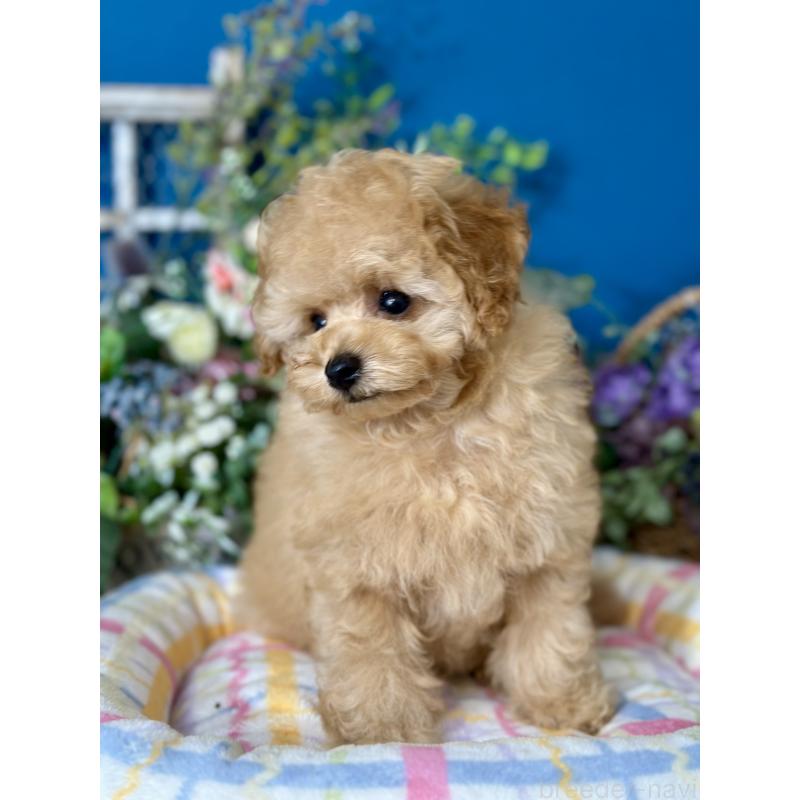 販売中の神奈川県のタイニープードル-415116の4枚目