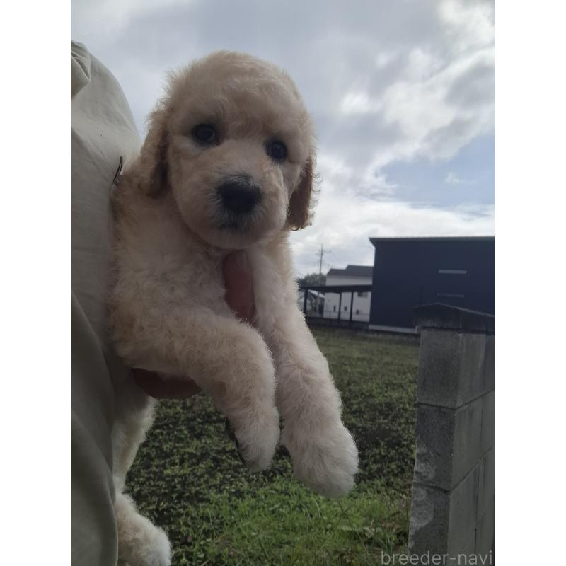 成約済の群馬県のスタンダードプードル-418509の8枚目