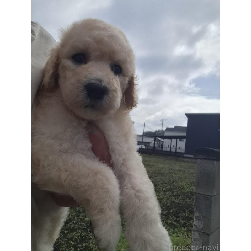 成約済の群馬県のスタンダードプードル-418509の7枚目