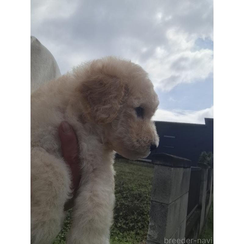 成約済の群馬県のスタンダードプードル-418509の6枚目