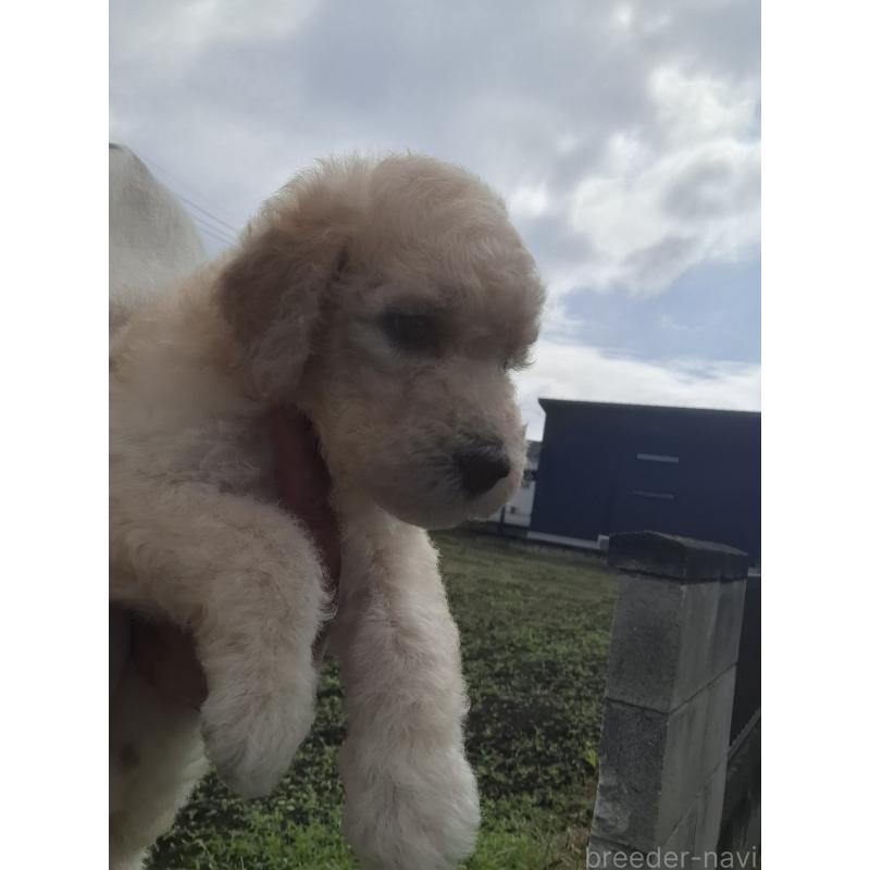 成約済の群馬県のスタンダードプードル-418509の5枚目