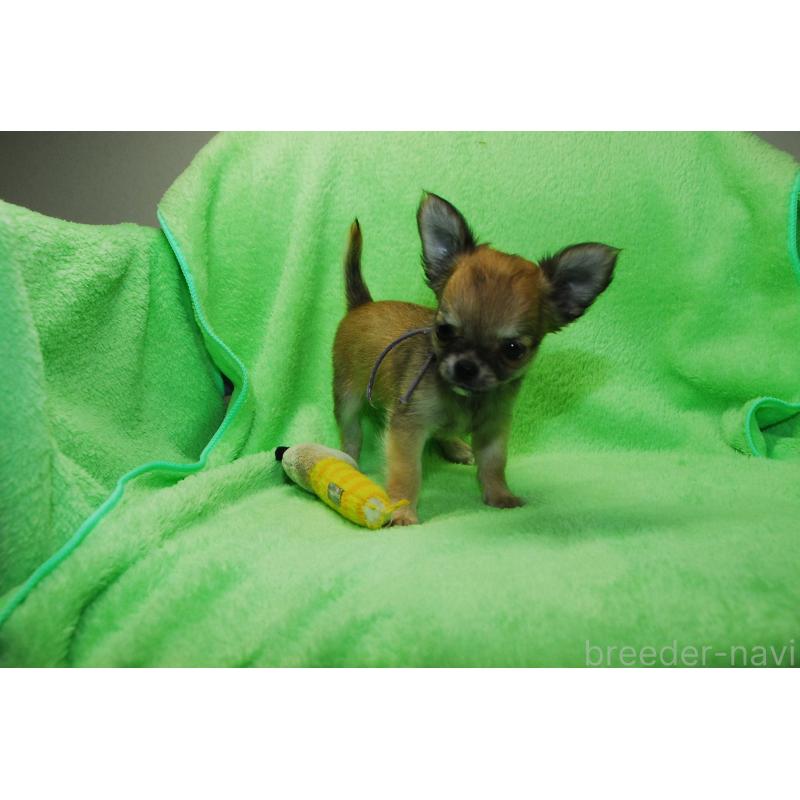 商談中の福岡県のチワワ(ロングコート)-413410の5枚目