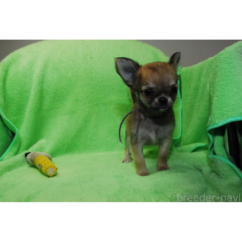 商談中の福岡県のチワワ(ロングコート)-413410の4枚目