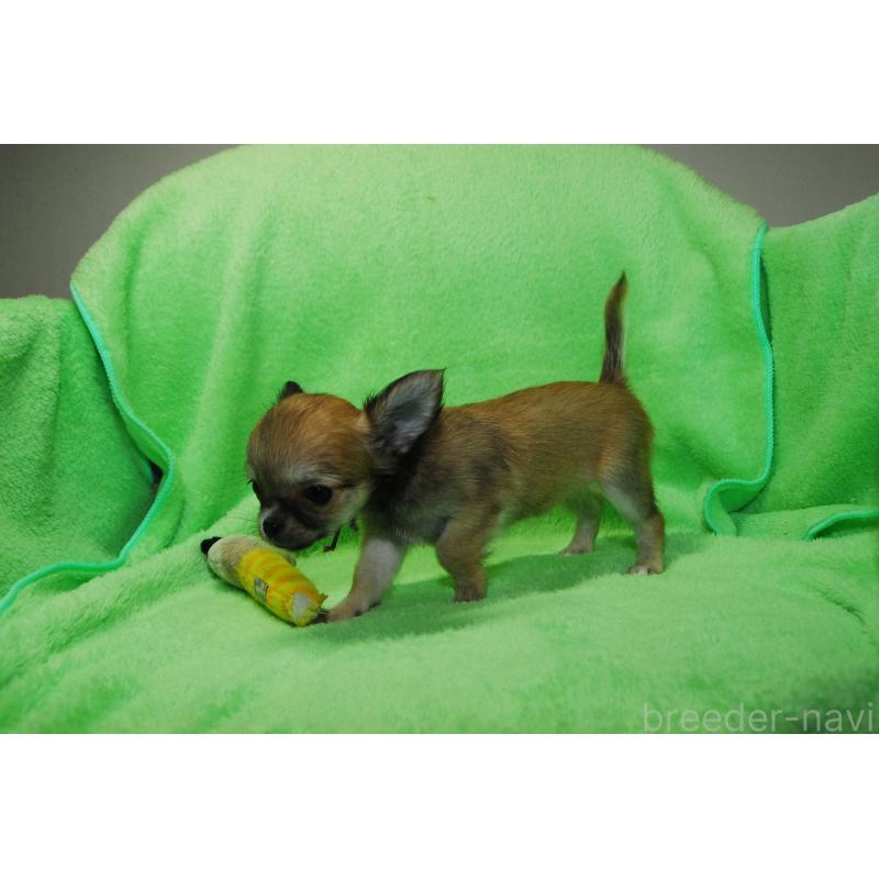 商談中の福岡県のチワワ(ロングコート)-413410の3枚目