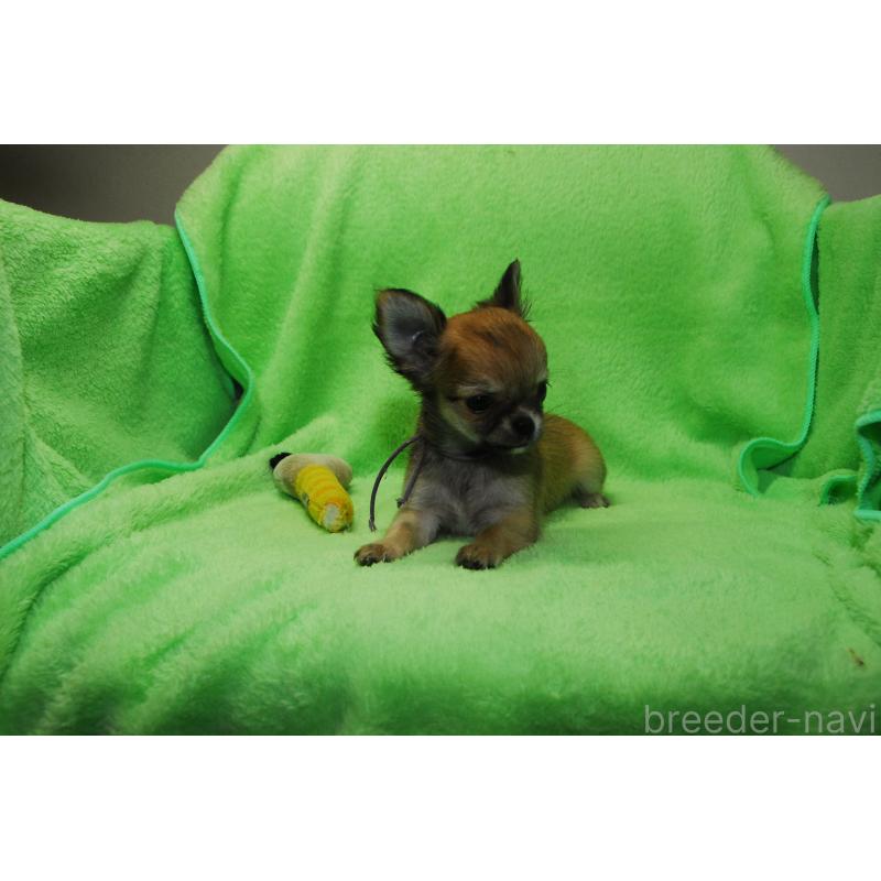 商談中の福岡県のチワワ(ロングコート)-413410の2枚目