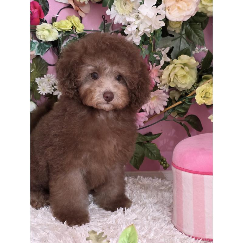 成約済の大阪府のトイプードル-416201の4枚目