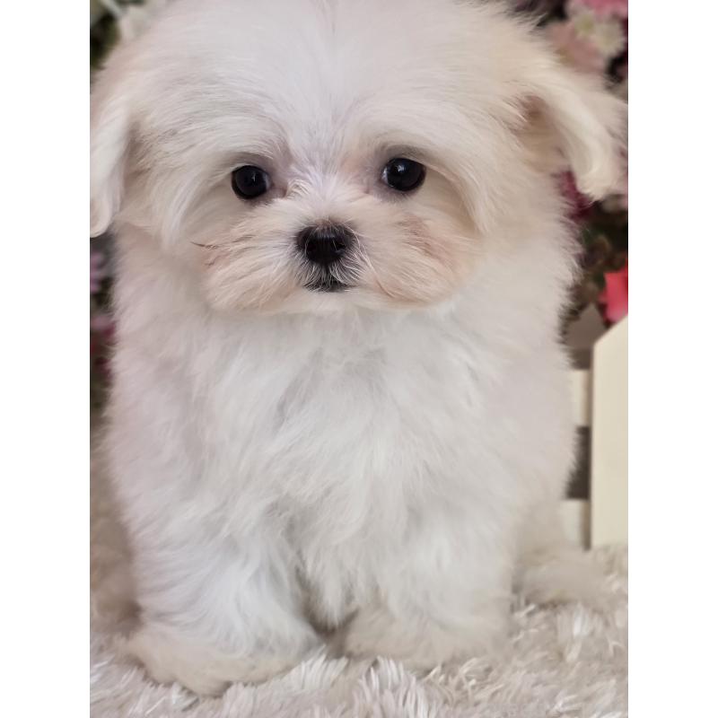 販売中の大阪府のマルチーズ-416198の3枚目